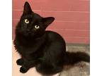 Bear, Domestic Mediumhair For Adoption In New York, New York