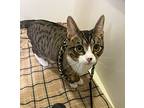Henry, Domestic Shorthair For Adoption In Santa Rosa, California