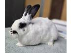 Snow Bee, Other/unknown For Adoption In Monterey, California