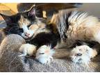Danielle, Calico For Adoption In Inez, Kentucky