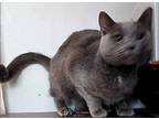 Ashley, Russian Blue For Adoption In Inez, Kentucky