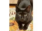 Marilyn, Domestic Shorthair For Adoption In New York, New York