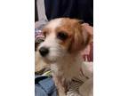 Dolly, Dachshund For Adoption In Inez, Kentucky