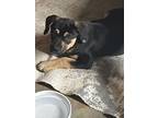 Tank, Labrador Retriever For Adoption In Corning, Arkansas