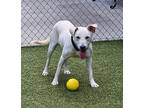 Isla (eye-la), Labrador Retriever For Adoption In Crossville, Tennessee