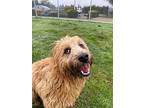 Bailey, Terrier (unknown Type, Small) For Adoption In Newberg, Oregon