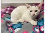 Sakura, Turkish Van For Adoption In Parlier, California
