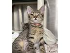 Cobweb, Domestic Mediumhair For Adoption In Milpitas, California
