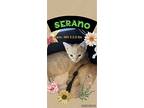 Serano, Domestic Shorthair For Adoption In Parker, Colorado