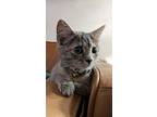 Grace (aka Grape), Domestic Shorthair For Adoption In Palatine, Illinois