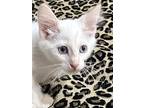 Snow, Siamese For Adoption In Goodyear, Arizona