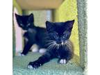 Emilia, Domestic Shorthair For Adoption In Palatine, Illinois