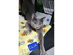 Cash, Russian Blue For Adoption In Jessup, Maryland