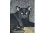 Puck, Domestic Shorthair For Adoption In Penticton, British Columbia