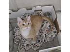 Reggie, Domestic Shorthair For Adoption In Richardson, Texas