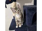 Betty, Calico For Adoption In Richardson, Texas