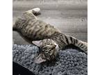 Veronica, Calico For Adoption In Richardson, Texas