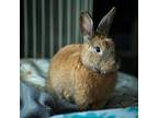 Nox, Other/unknown For Adoption In Milwaukie, Oregon