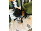 Dixie, Retriever (unknown Type) For Adoption In Reston, Virginia