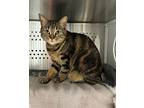 Azelea, Domestic Shorthair For Adoption In Dearborn, Michigan