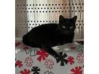 Jiji, Domestic Shorthair For Adoption In Dearborn, Michigan