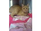 Mr. Peanutbutter, Domestic Shorthair For Adoption In Dearborn, Michigan