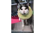Cowboy, Domestic Shorthair For Adoption In Dearborn, Michigan