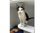 Lentil, Domestic Shorthair For Adoption In Dearborn, Michigan
