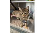 Shiny, Domestic Shorthair For Adoption In Dearborn, Michigan