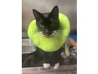 Finley, Domestic Shorthair For Adoption In Dearborn, Michigan