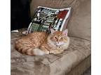 Toaster, Domestic Mediumhair For Adoption In Chaska, Minnesota