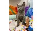 Ichabod, Domestic Shorthair For Adoption In Ball Ground, Georgia