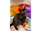 Flannel, Domestic Shorthair For Adoption In Ball Ground, Georgia
