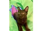 Tweed, Domestic Shorthair For Adoption In Ball Ground, Georgia