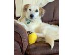 Rosie, Retriever (unknown Type) For Adoption In Lafayette, Colorado