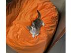 Tuna, Domestic Shorthair For Adoption In Orlando, Florida