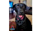 Billie, Terrier (unknown Type, Small) For Adoption In Bullard, Texas