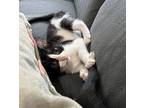 Boo And Moon - Kitten Bonded Pair, Domestic Shorthair For Adoption In Hillsboro
