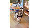Cookie, Terrier (unknown Type, Small) For Adoption In Encino, California