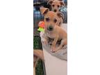 Trapeze, Jack Russell Terrier For Adoption In Santa Rosa, California