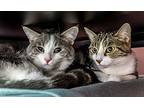 Keebler - Kbc, Domestic Shorthair For Adoption In Columbus, Ohio
