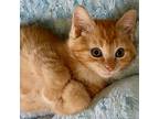 Apollo, Domestic Shorthair For Adoption In Columbus, Ohio