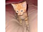 Aslan, Domestic Shorthair For Adoption In Columbus, Ohio