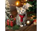 Ruby Rae, Calico For Adoption In Mountain View, California