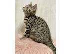 Chainsaw, Domestic Shorthair For Adoption In Columbus, Ohio