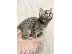 Sledgehammer, Domestic Shorthair For Adoption In Columbus, Ohio