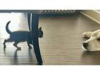 Padme, Calico For Adoption In Columbus, Ohio
