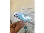 Betty White, Parakeet - Other For Adoption In Andover, Connecticut