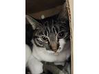 Daisy, Domestic Shorthair For Adoption In Kelowna, British Columbia