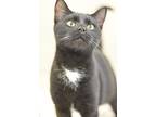 Wilson, Domestic Shorthair For Adoption In Canton, Georgia